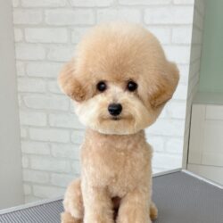 トイプードルのキューティパピー耳ピョコスタイル