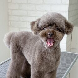 トイプードルのニコニコ耳小さめくまさんカット