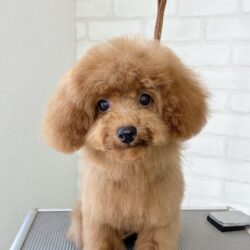 トイプードルのパピーふんわりマッシュベア