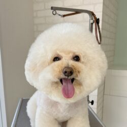 トイプードルのふわもこまんまるアフロ