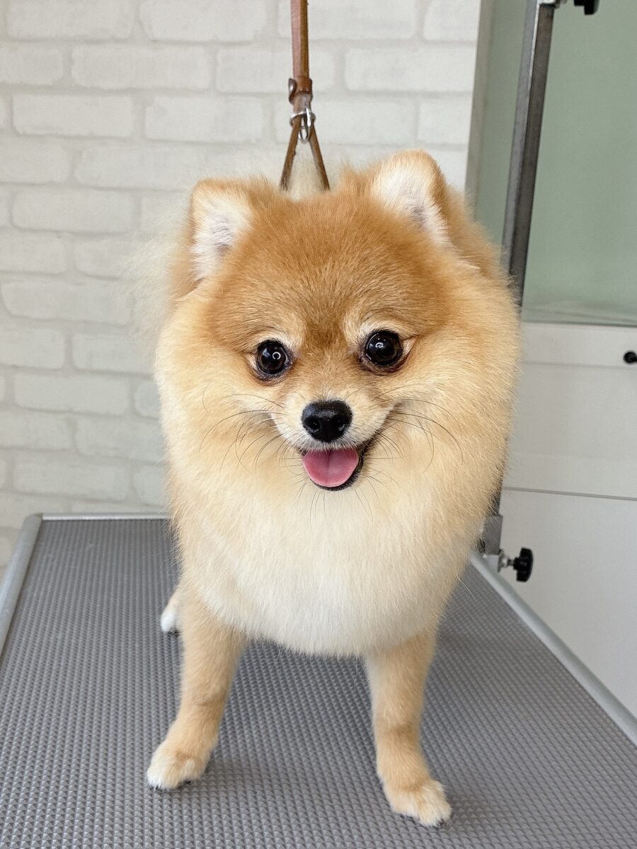 ポメラニアンのアズキさんのカットスタイル