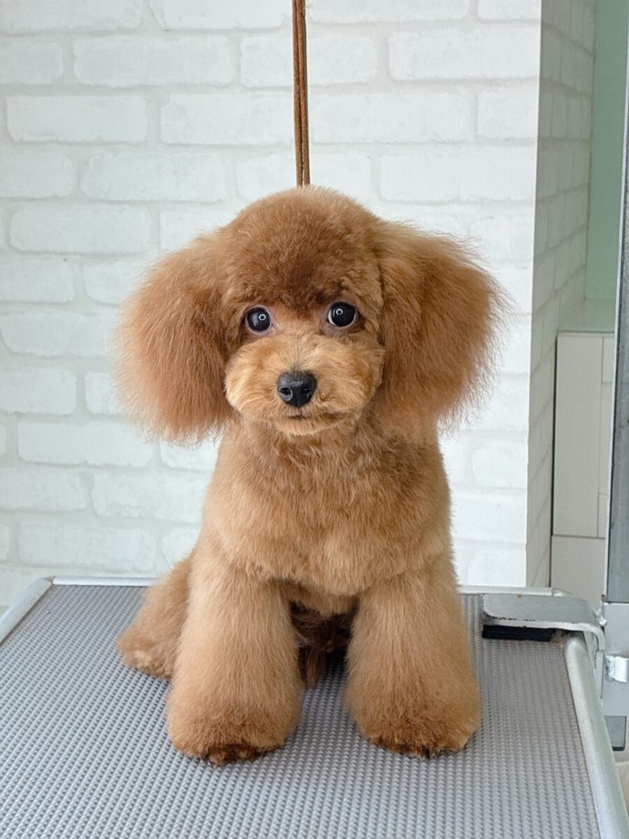 トイプードル のリトくんのカットスタイル