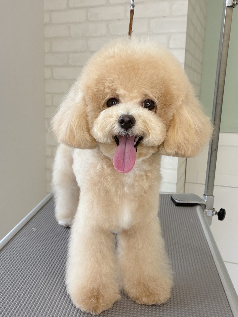 トイプードルMIX犬のふんわりベアカットで笑っている正面写真