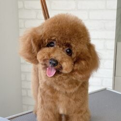 トイプードルのパピーふわっとベア