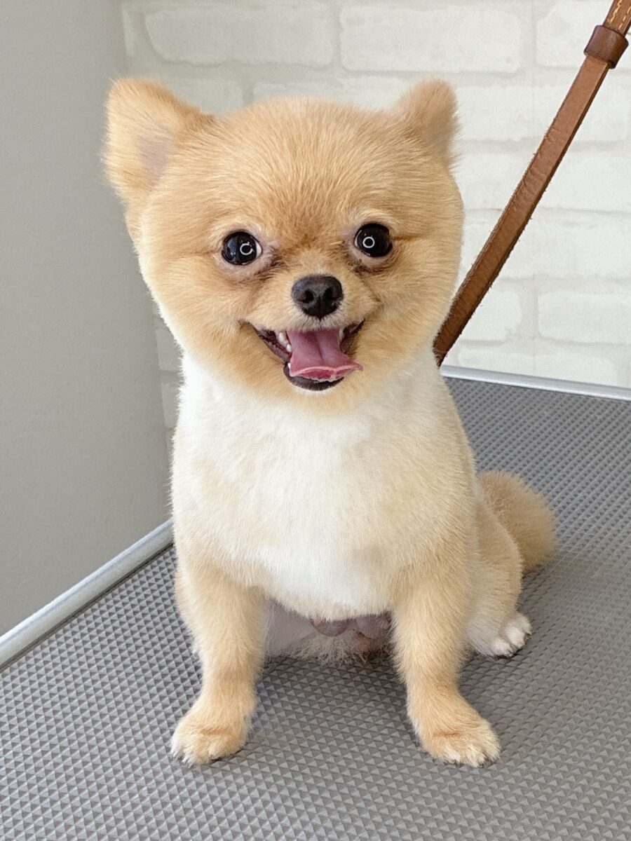 ポメラニアンのポポちゃんのカットスタイル