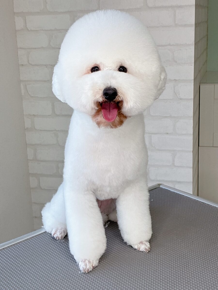 トイプードルのクマさんのカットスタイル
