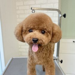 トイプードルのまんまるベアスタイル