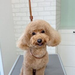 トイプードルのふんわりニュアンスラインベア