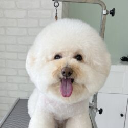 トイプードルのふんわりボリュームアフロヘア