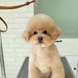 トイプードルのふわんふわん耳ピョコスタイル