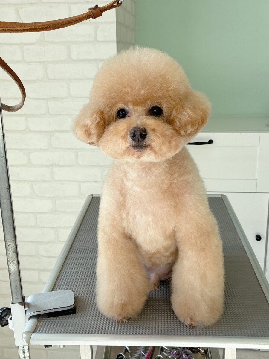 トイプードルのコムギさんのカットスタイル