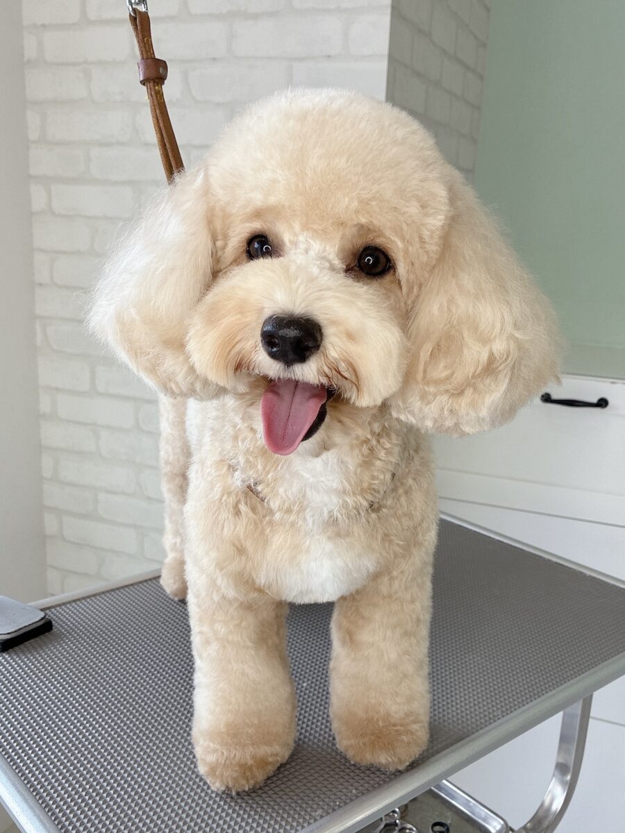 ミックスのフウちゃんのカットスタイル