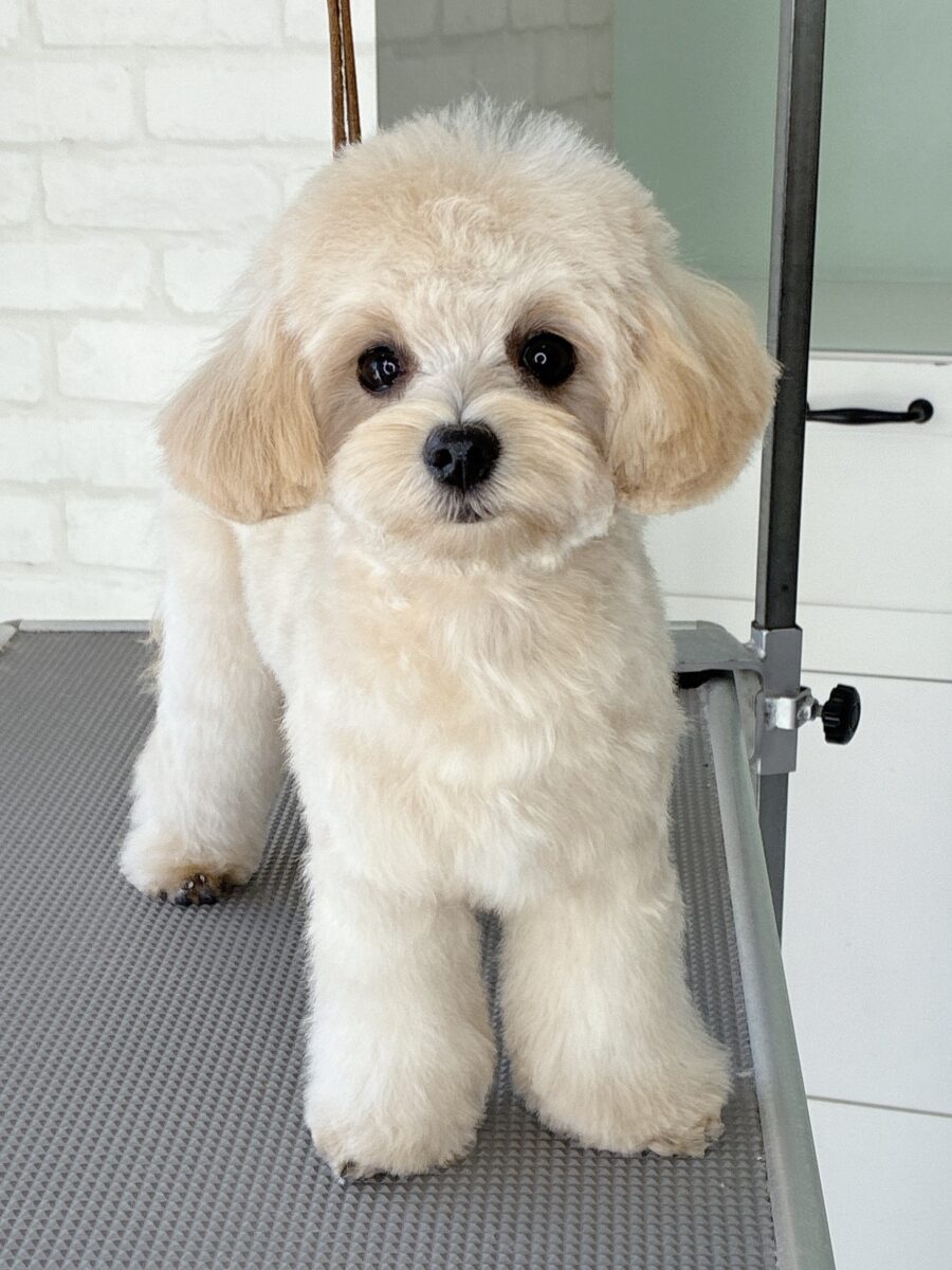 ミックスのシェリーちゃんのカットスタイル