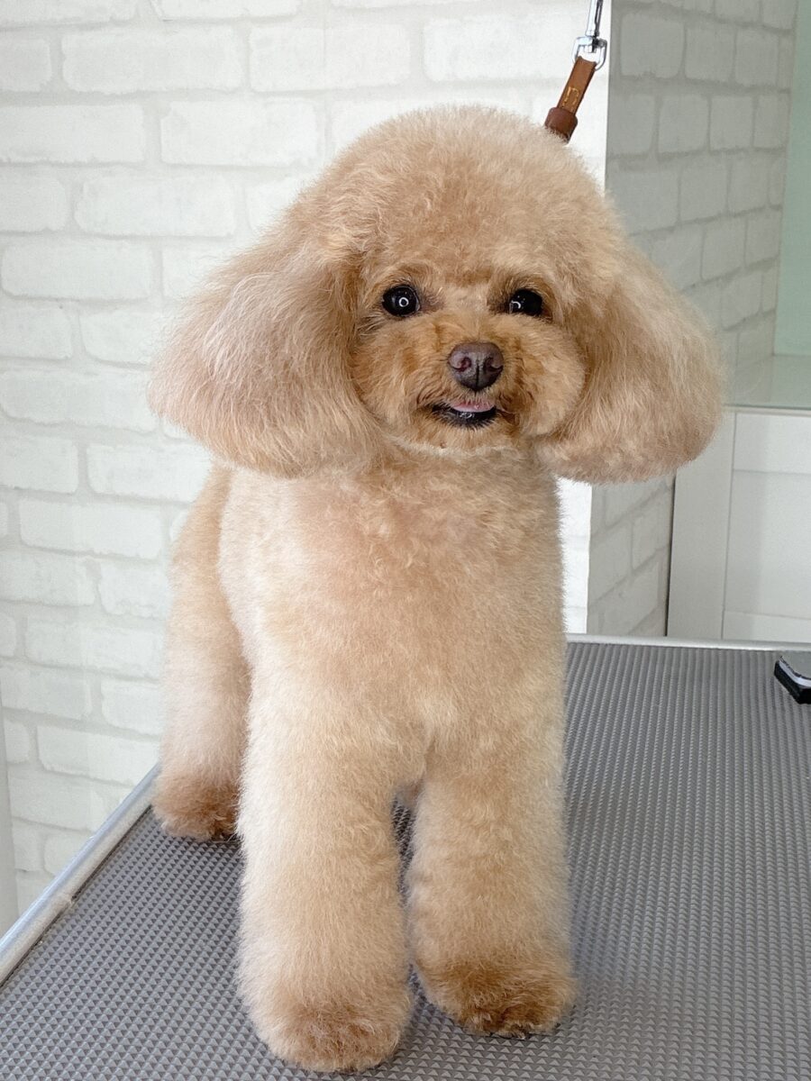 トイプードルのクルミさんのカットスタイル