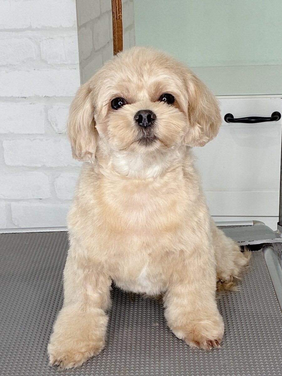 ミックスのププさんのカットスタイル