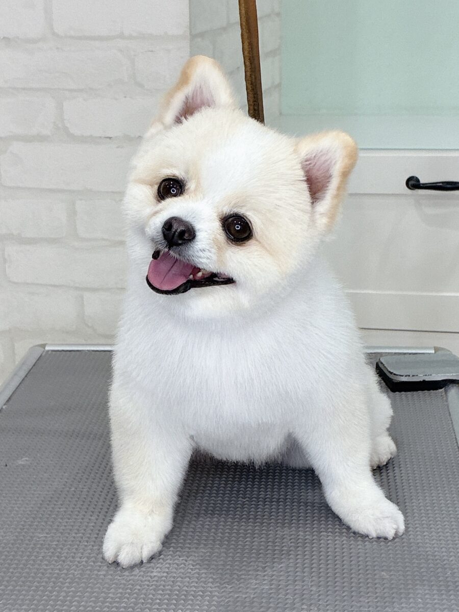 ポメラニアンのウタちゃんのカットスタイル
