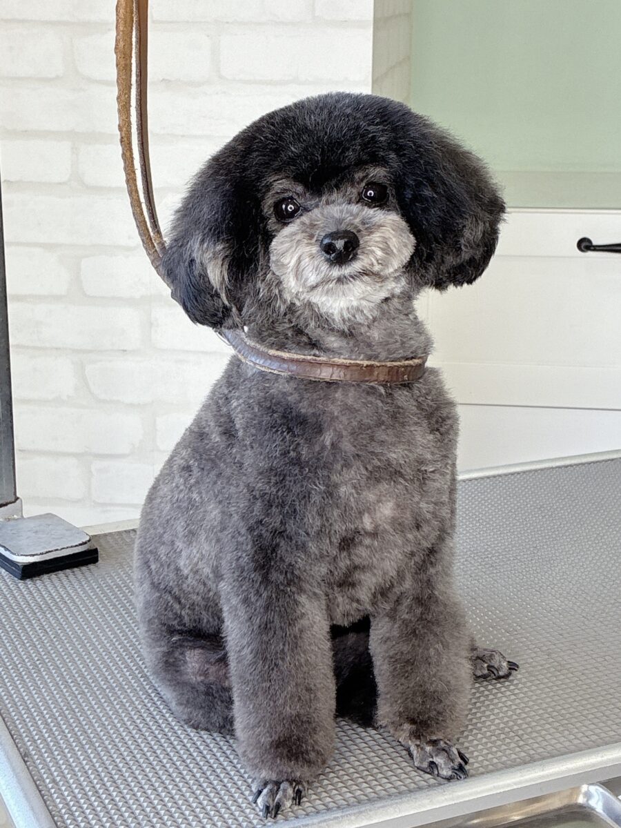 トイプードルのウタちゃんのカットスタイル