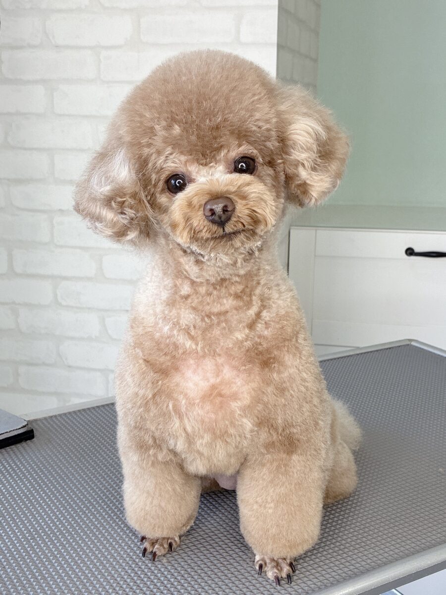 トイプードルのチノちゃんのカットスタイル