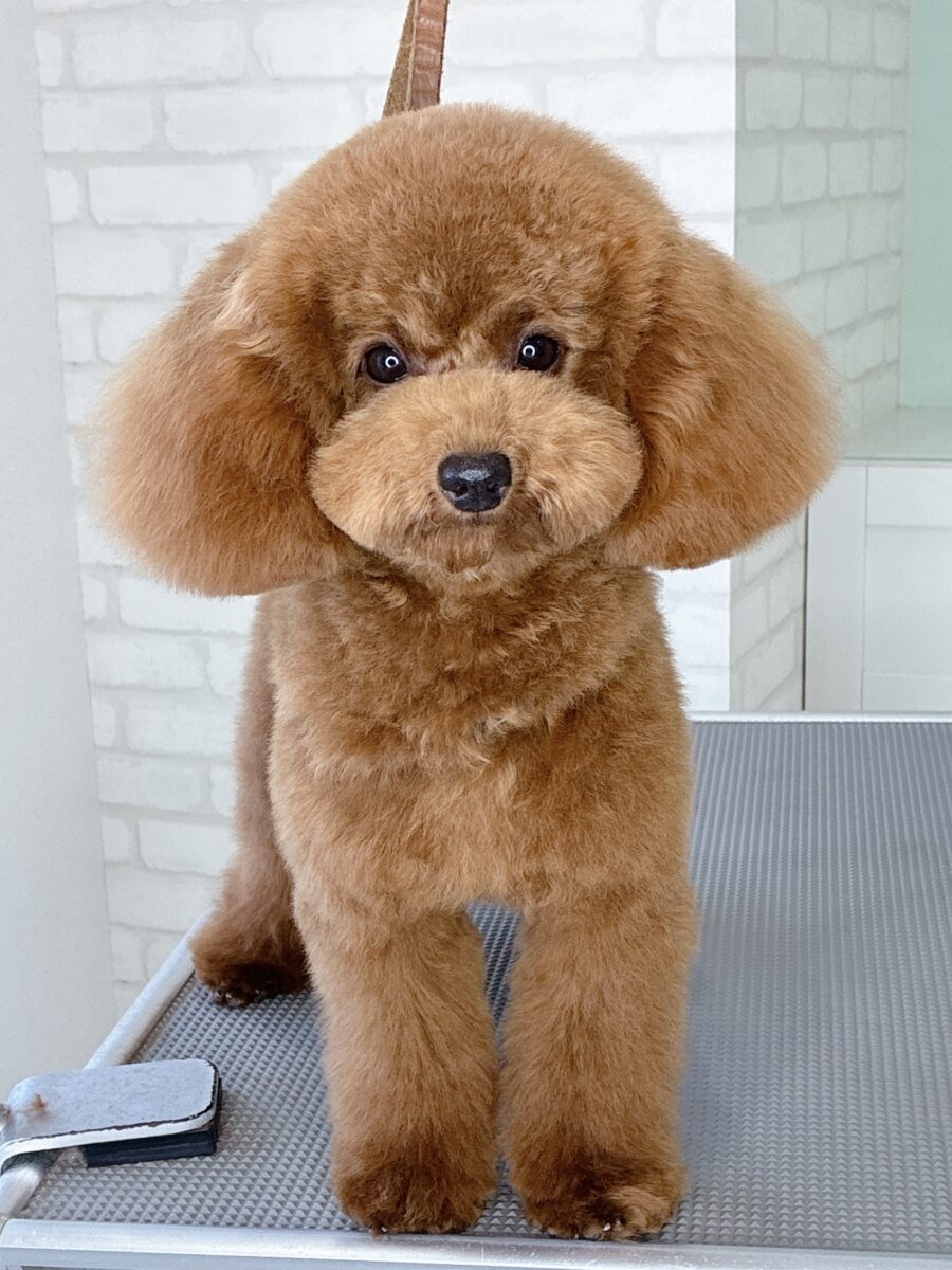 トイプードルのルルさんのカットスタイル