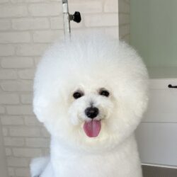 ビションフリーゼのまるもふカットスタイル