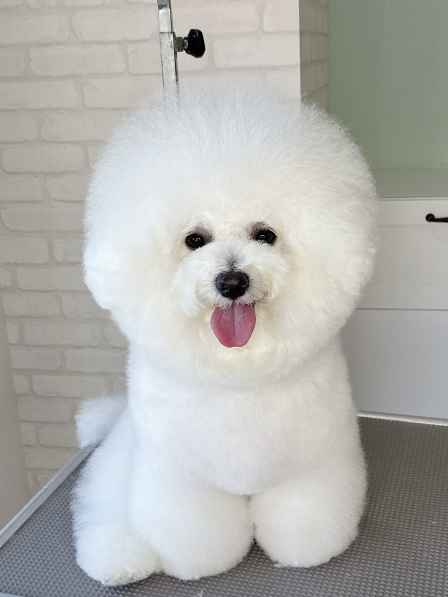 ビションフリーゼのモコさんのカットスタイル