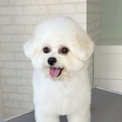 ミックスのパワフルスマイルアフロ