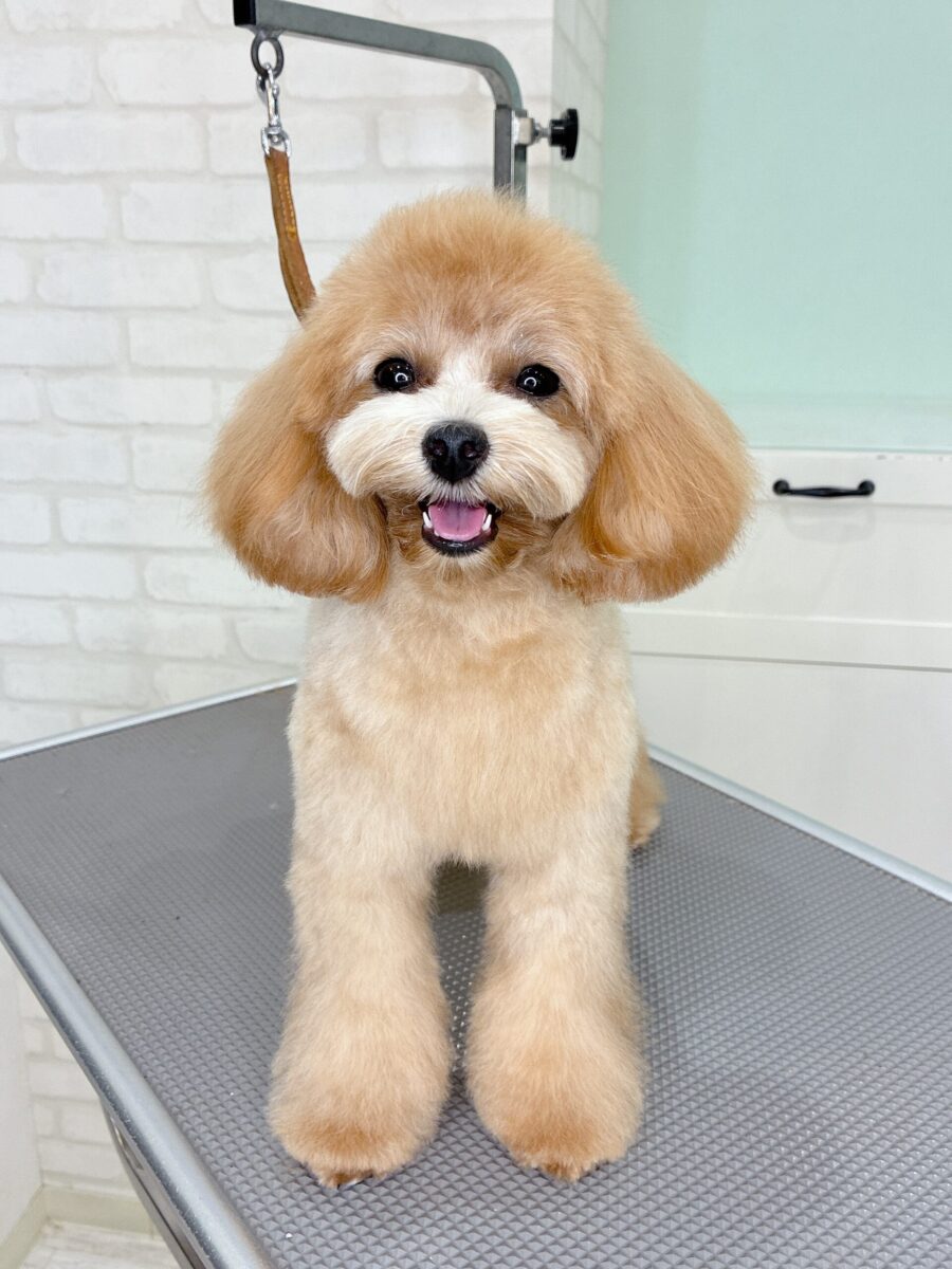 トイプードルのポンズさんのカットスタイル