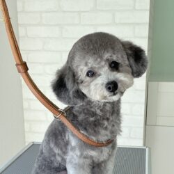 トイプードルの上品テディベアスタイル