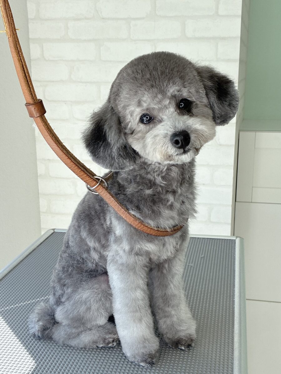 トイプードルのシメアさんのカットスタイル