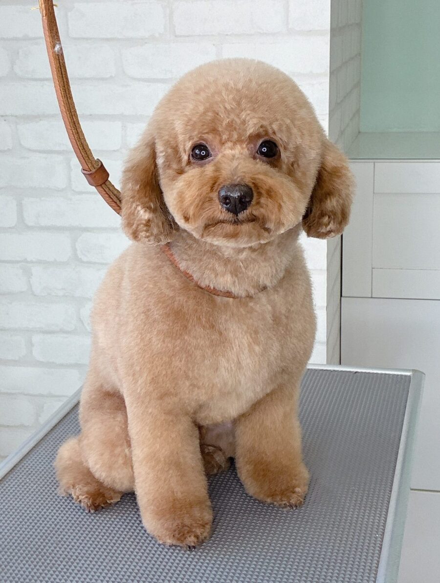 トイプードルのバディちゃんのカットスタイル