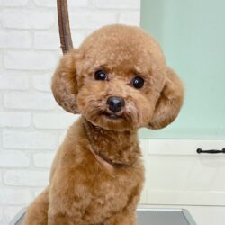 トイプードルのもふまるっとくまちゃんスタイル