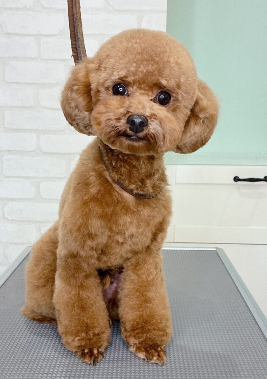 トイプードルのウルさんのカットスタイル