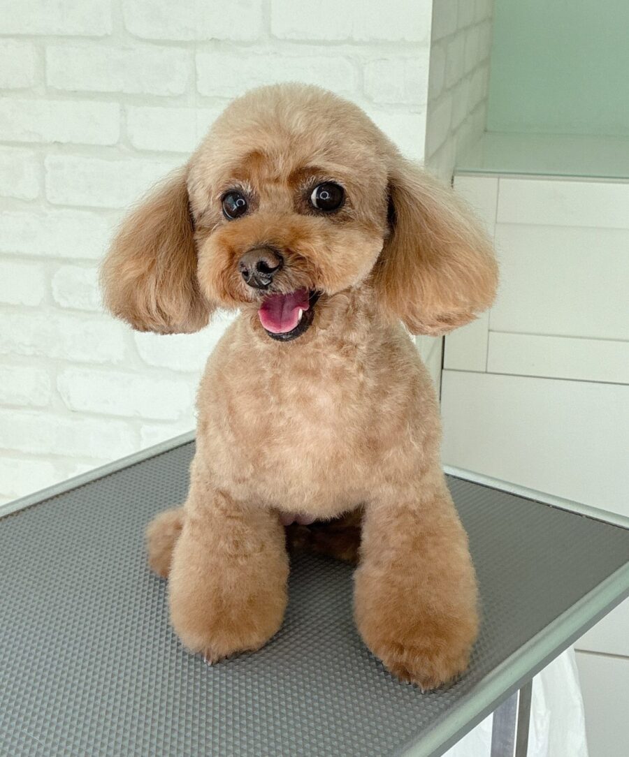 トイプードルのモモちゃんのカットスタイル