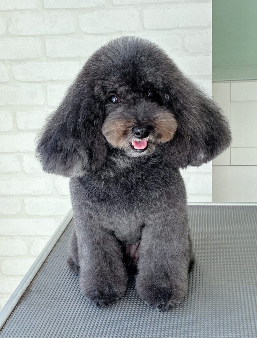 トイプードルのビンチョウタンさんのカットスタイル