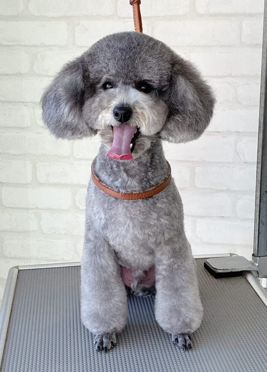 トイプードルのリボンくんのカットスタイル