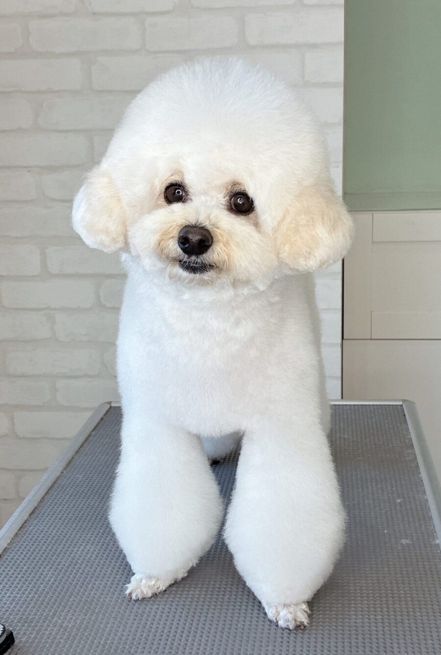 トイプードルのハッピーちゃんのカットスタイル