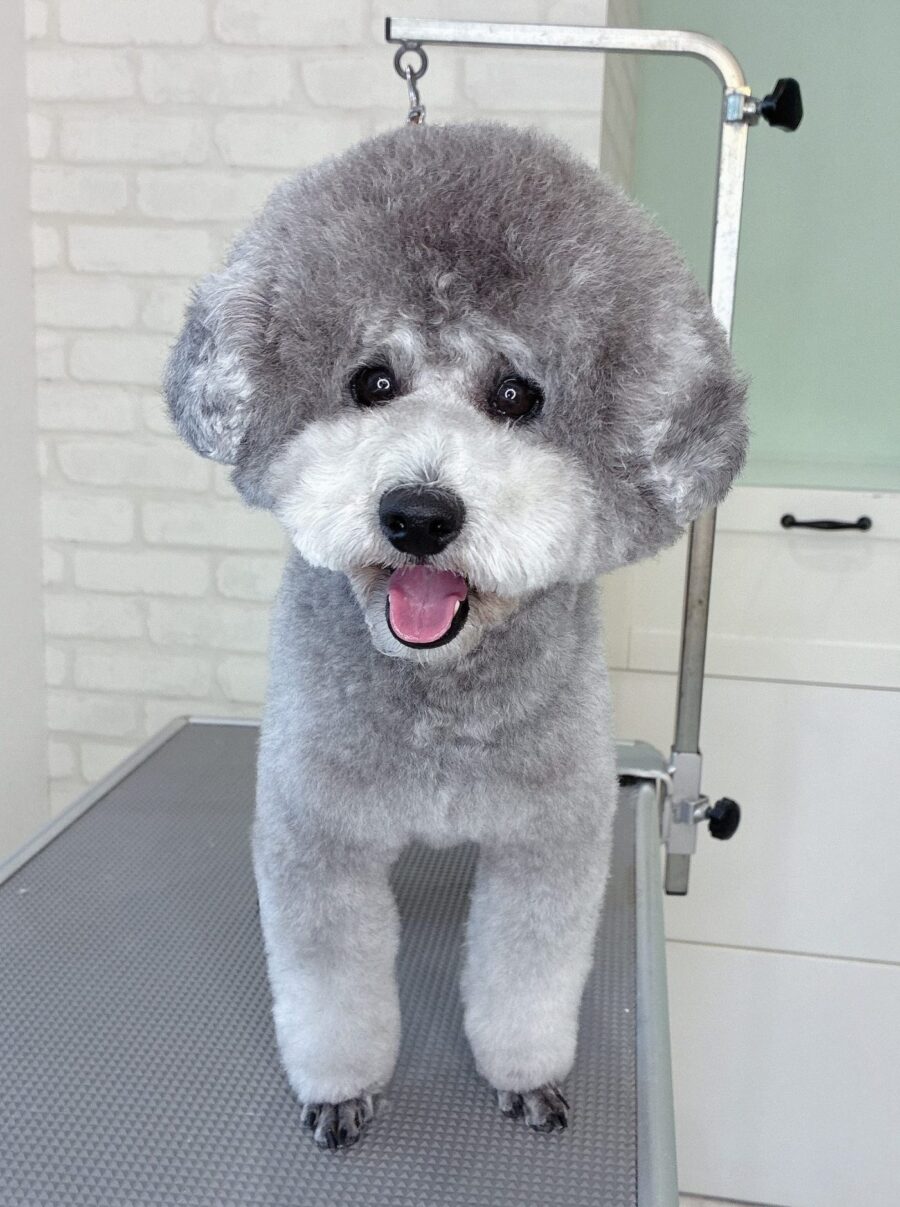 トイプードルのジルさんのカットスタイル