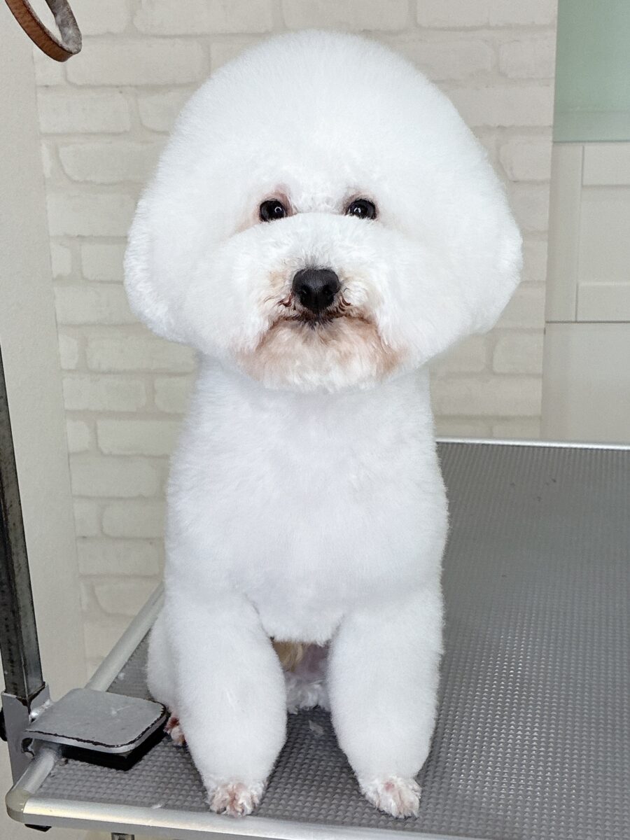 トイプードルのクマくんのカットスタイル