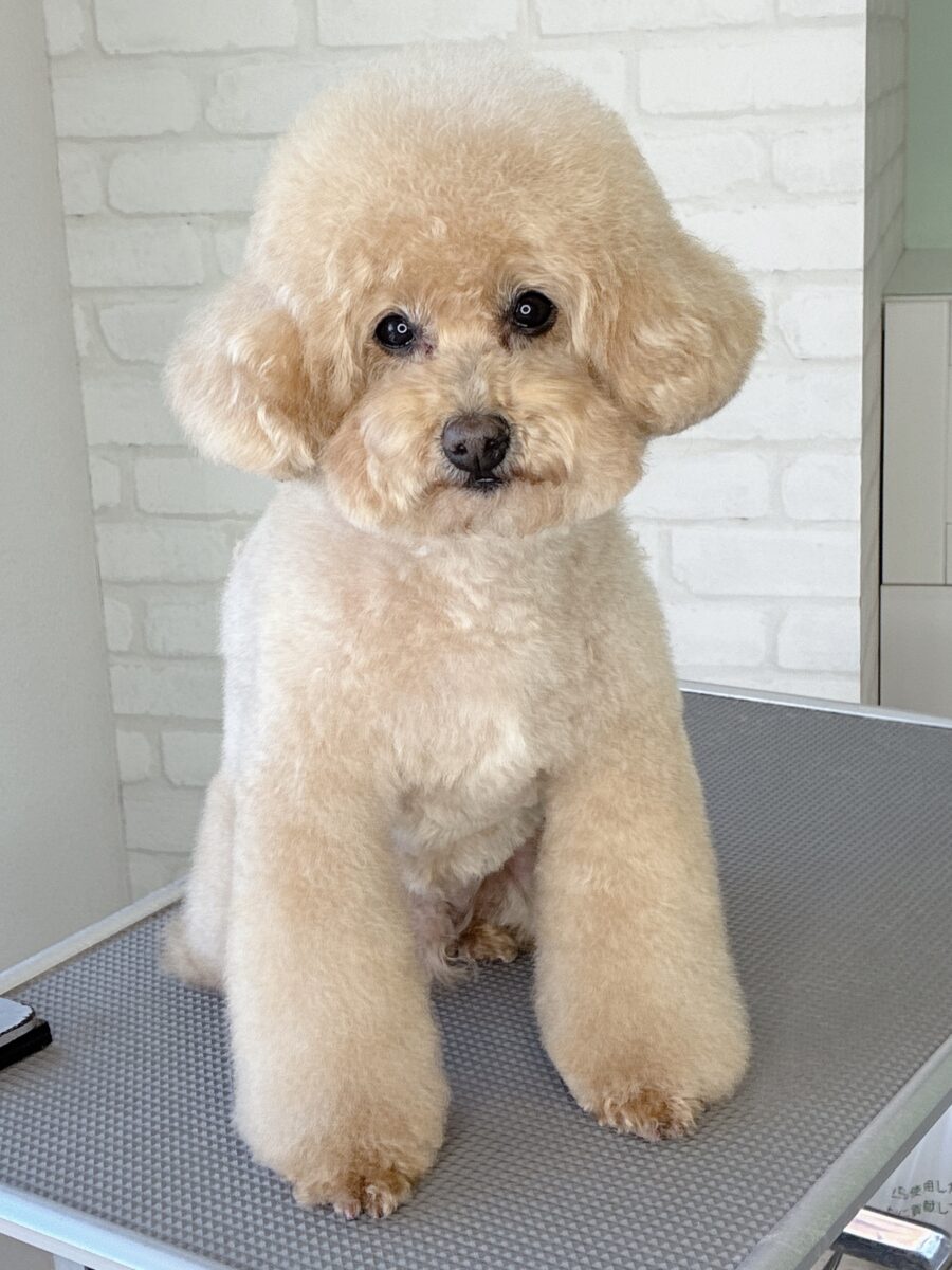 トイプードルのコムギさんのカットスタイル