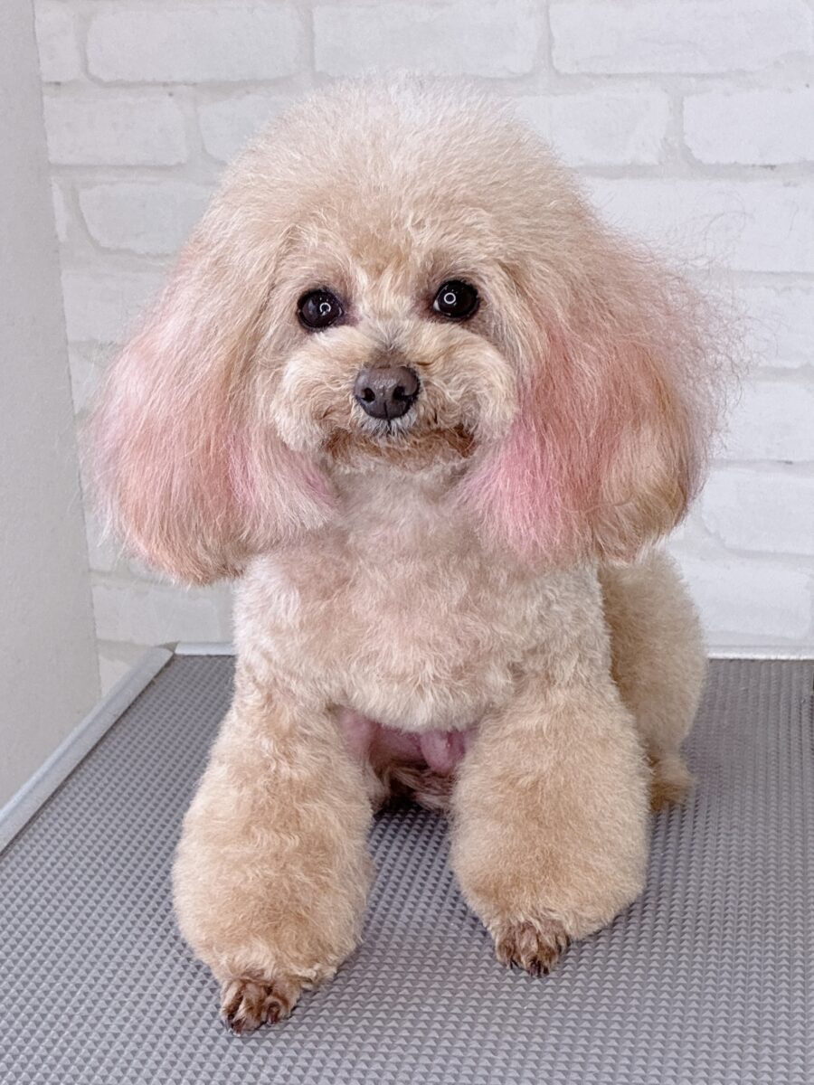 トイプードルのネネちゃんのカットスタイル