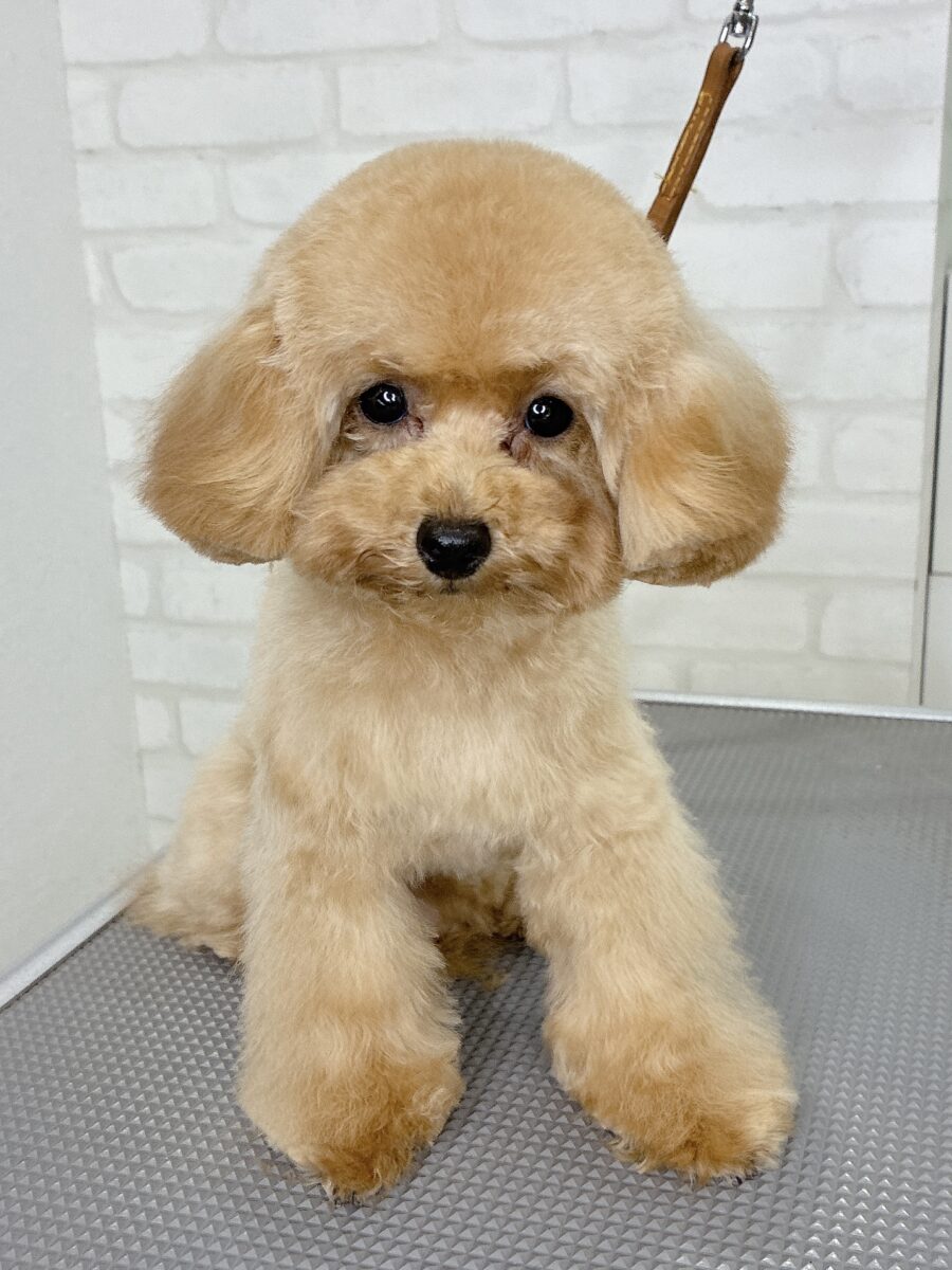 トイプードルのピヨちゃんのカットスタイル