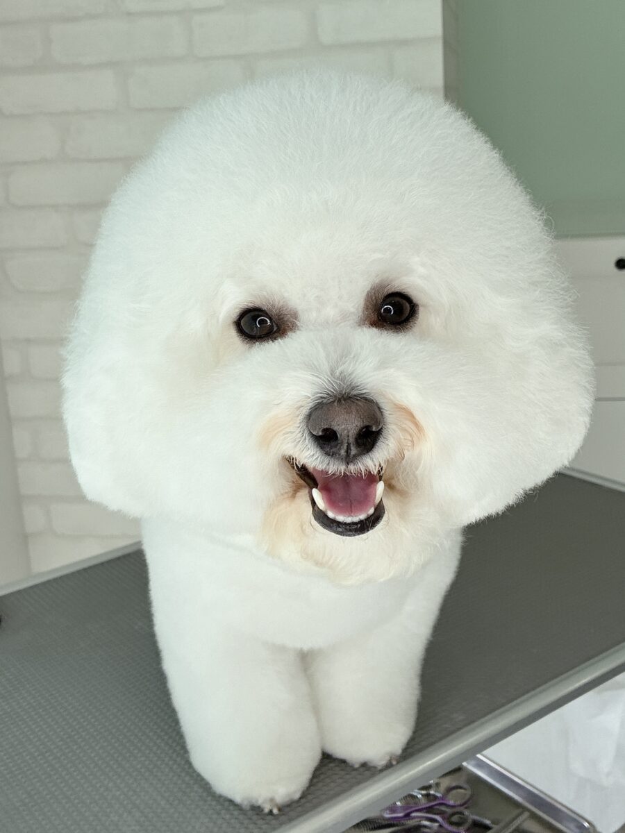 ビションフリーゼのモモタさんのカットスタイル