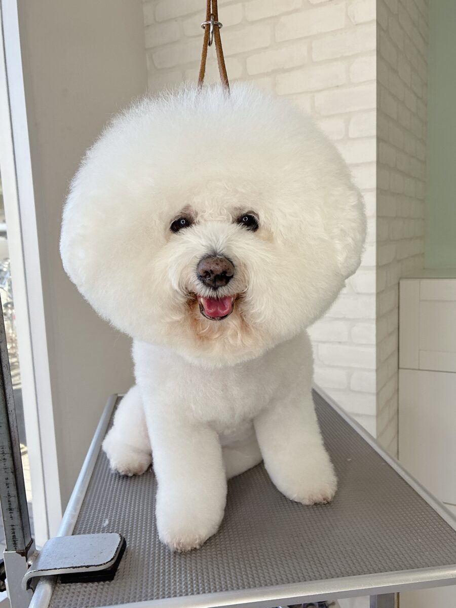 ビションフリーゼのリクトさんのカットスタイル