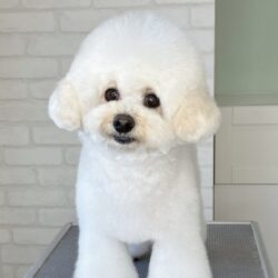 トイプードルの韓国風耳ピョコスタイル