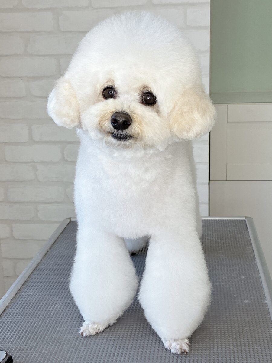 トイプードルのハッピーちゃんのカットスタイル