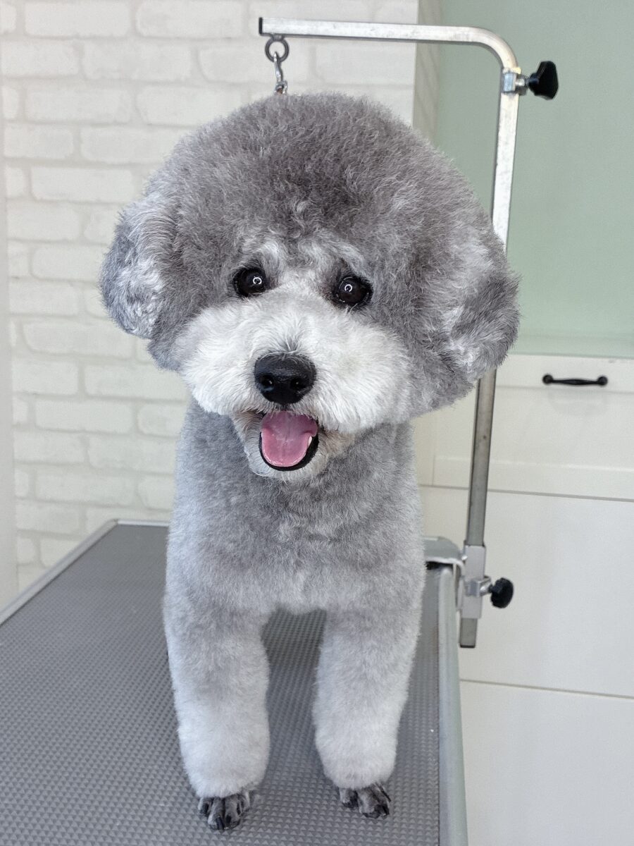 トイプードルのジルさんのカットスタイル