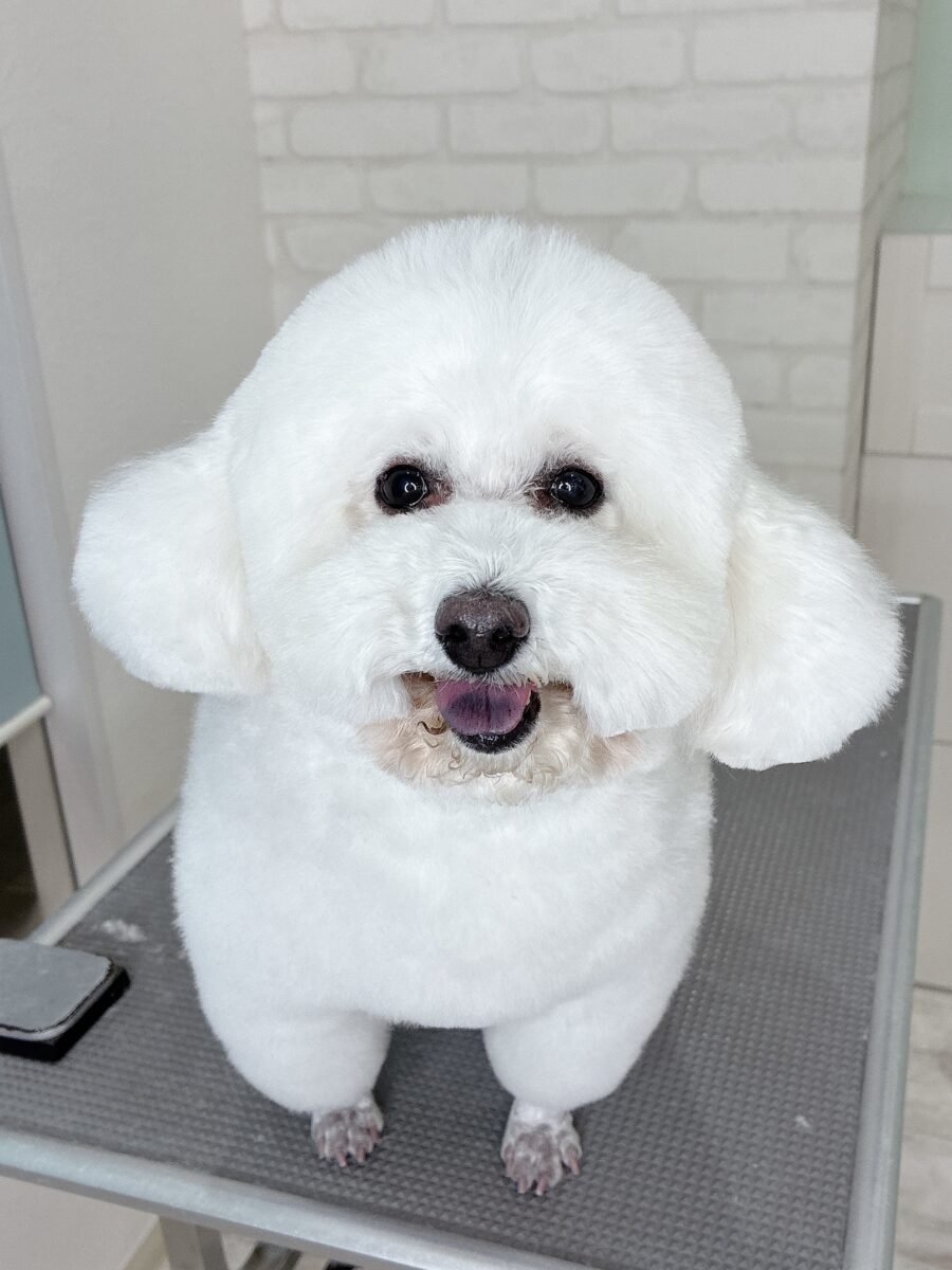 トイプードルのフーガさんのカットスタイル