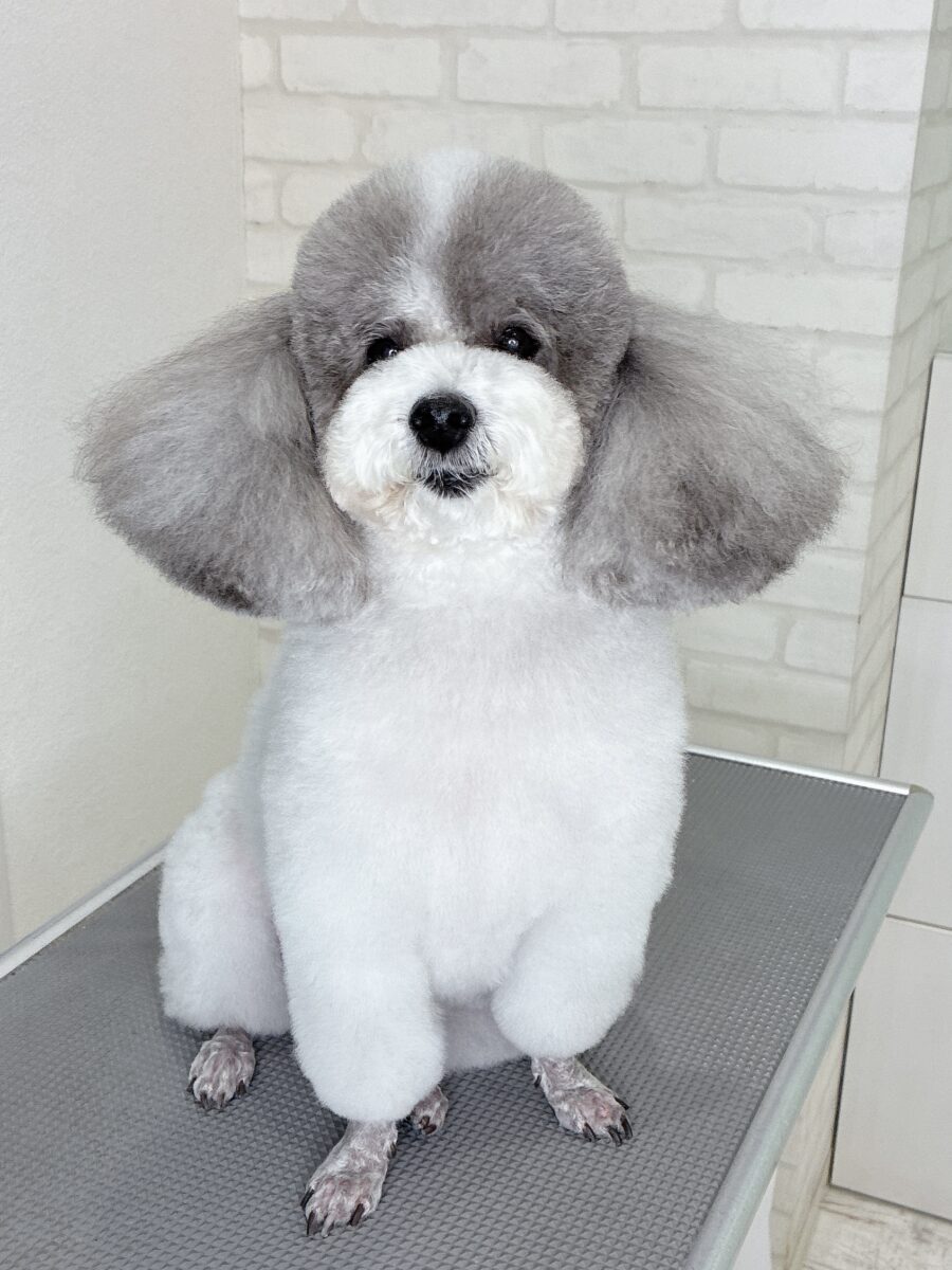 トイプードルのカノンさんのカットスタイル