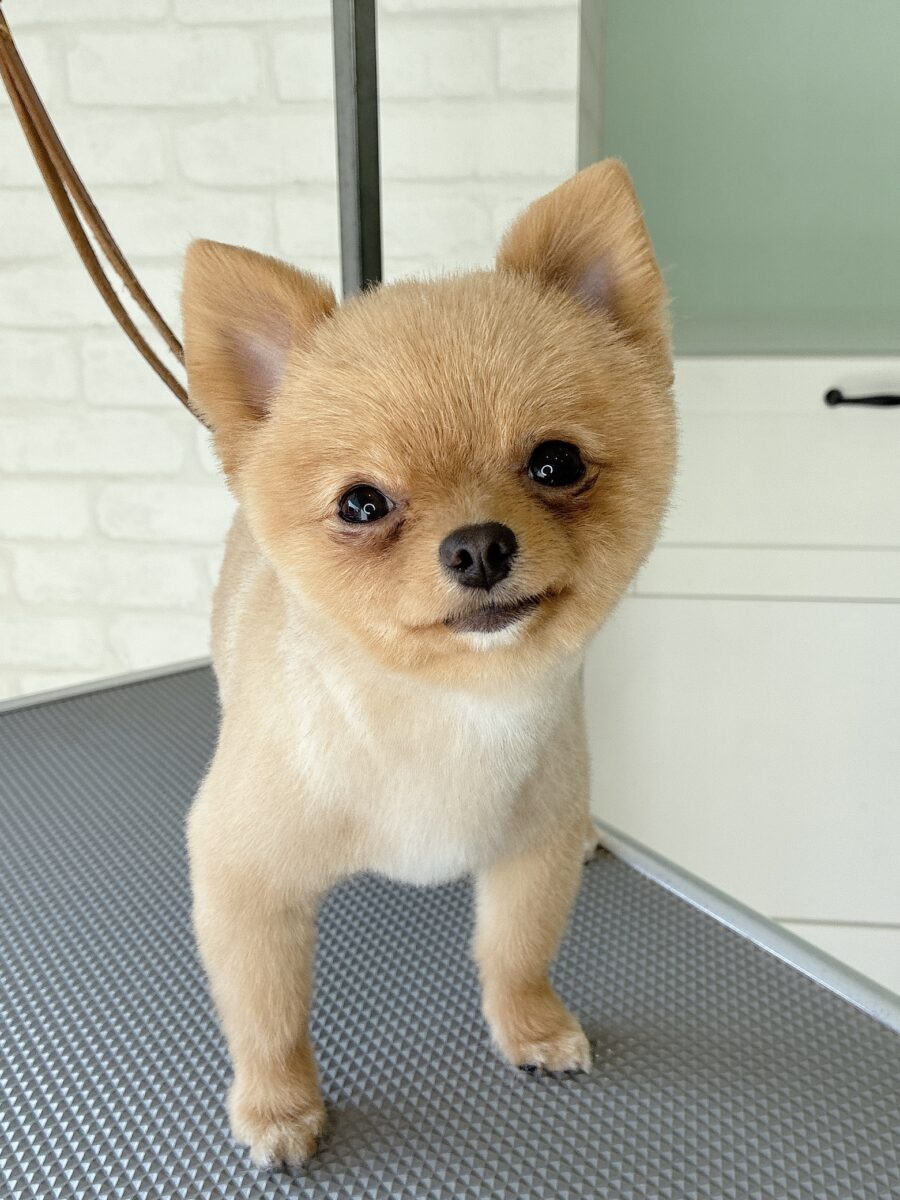 ポメラニアンのポポちゃんのカットスタイル