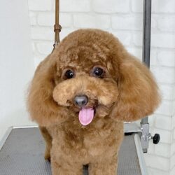 トイプードルのニコニコスマイルベアカット